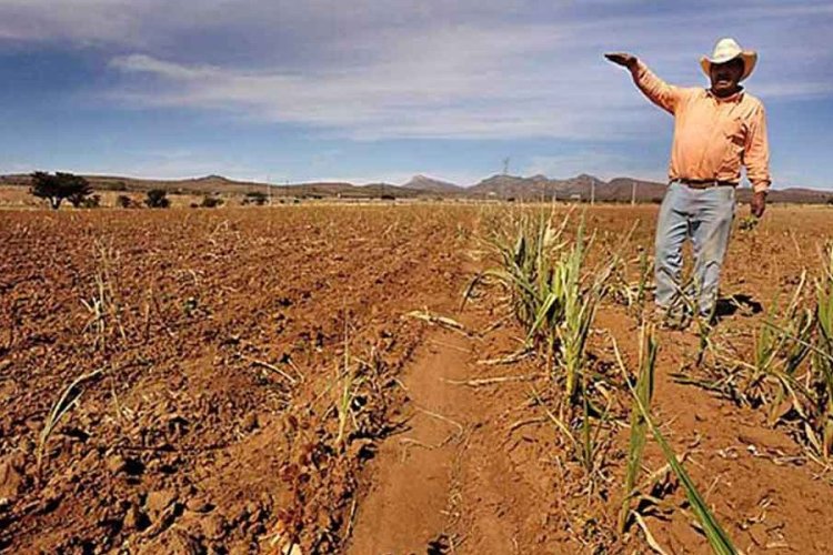 Seguro agrícola por sequía beneficiara a productores de Chihuahua