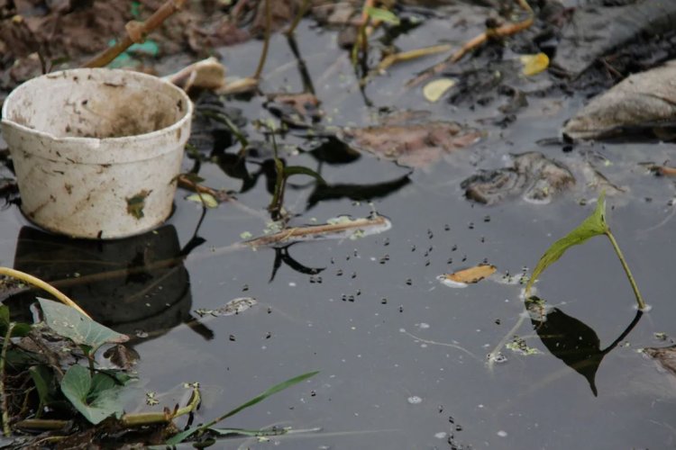 Se activa en Campeche alerta epidemiológica por incremento de casos de dengue