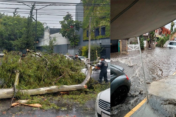 Árboles caen tras fuertes lluvias en alcaldía Coyoacán, CDMX