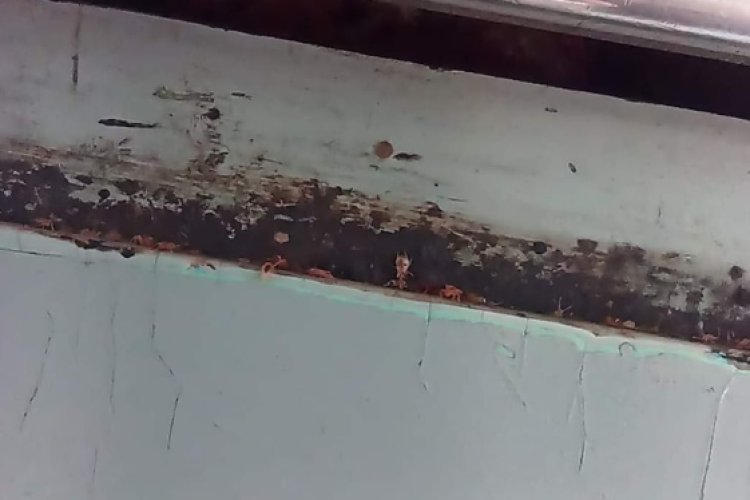 Reportan presencia de chinches en Línea A del Metro de la CDMX