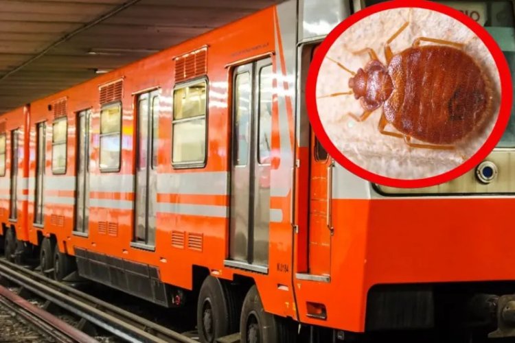 Sistema de Transporte Colectivo, Metro, niega presencia de chinches