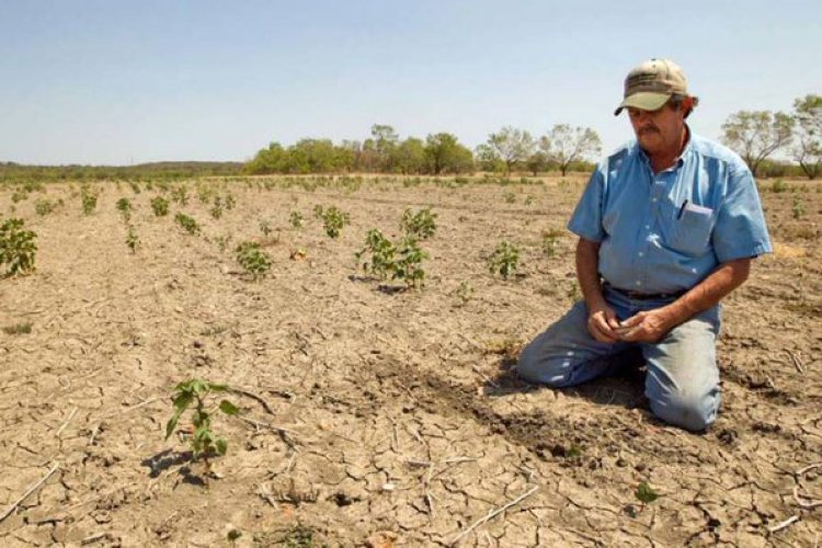 Sigue sin llover en Chihuahua: productores en alerta