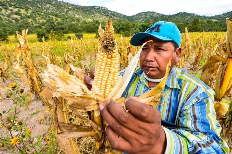 Maíz y frijol piden familias raramuris; la sequía acabo con sus cosechas