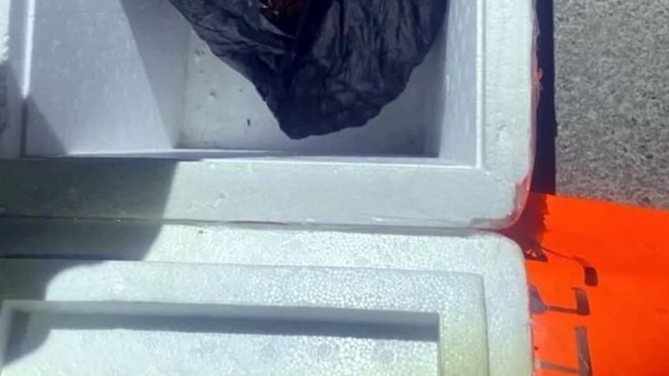 Encuentran cabeza de mujer dentro de una hielera en Linares, Nuevo León