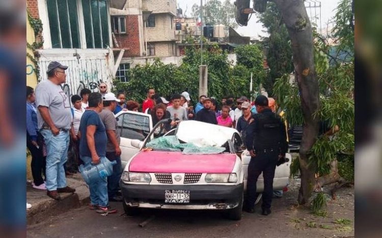 Cae rama de árbol en la alcaldía Álvaro Obregón, CDMX; hay varios heridos