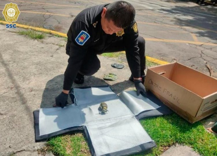 Aseguran granada de fragmentación en Lomas de Chapultepec, CDMX