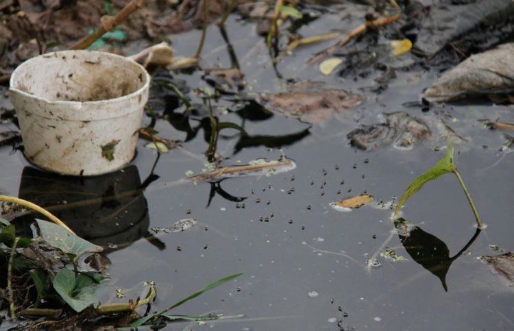 Se activa en Campeche alerta epidemiológica por incremento de casos de dengue