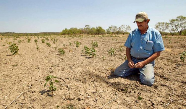 Sigue sin llover en Chihuahua: productores en alerta