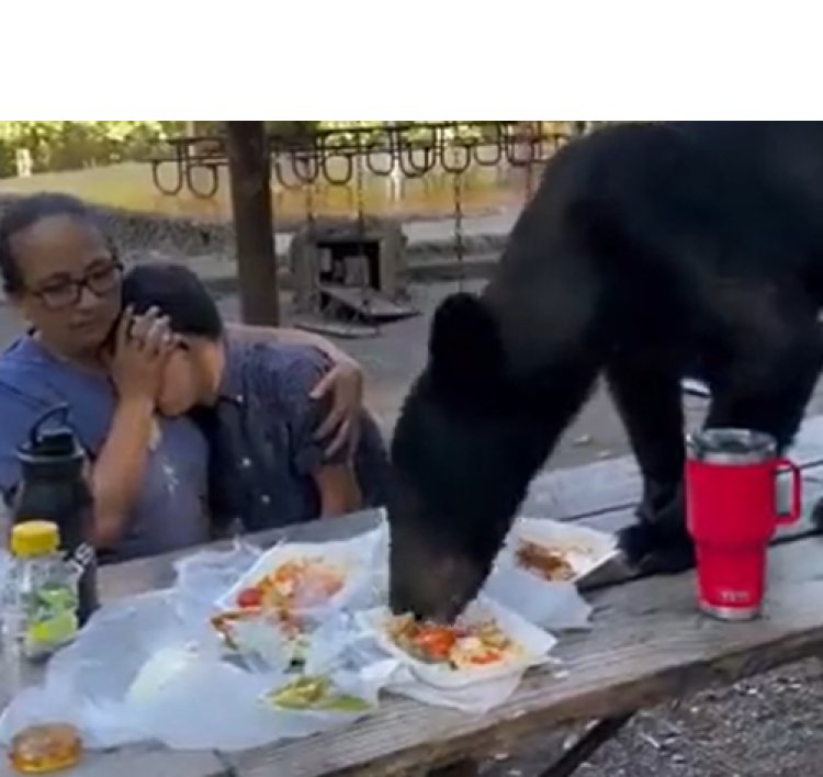 Oso negro interrumpe comida familiar en el parque Chipinque en San Pedro Garza García en Nuevo León