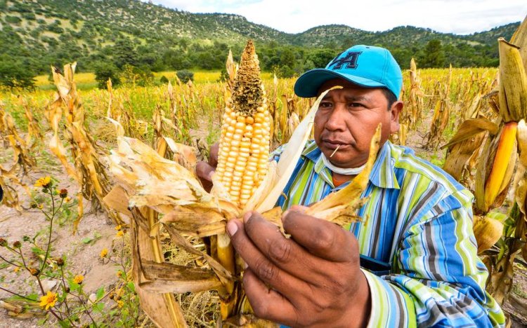 Maíz y frijol piden familias raramuris; la sequía acabo con sus cosechas