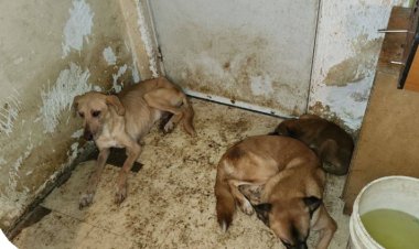 Perritos son rescatados de vivir en condiciones insalubres en un predio en Puebla