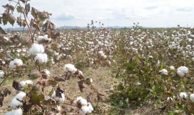 Apagones por fallas en la CFE impactan el campo chihuahuense