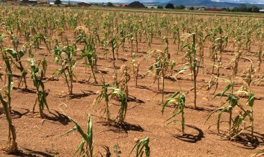 Trágicas las afectaciones en Hidalgo del Parral, Chihuahua, Por la falta de lluvias