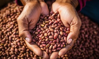 Se incrementa precio del frijol en la frontera de Tamaulipas