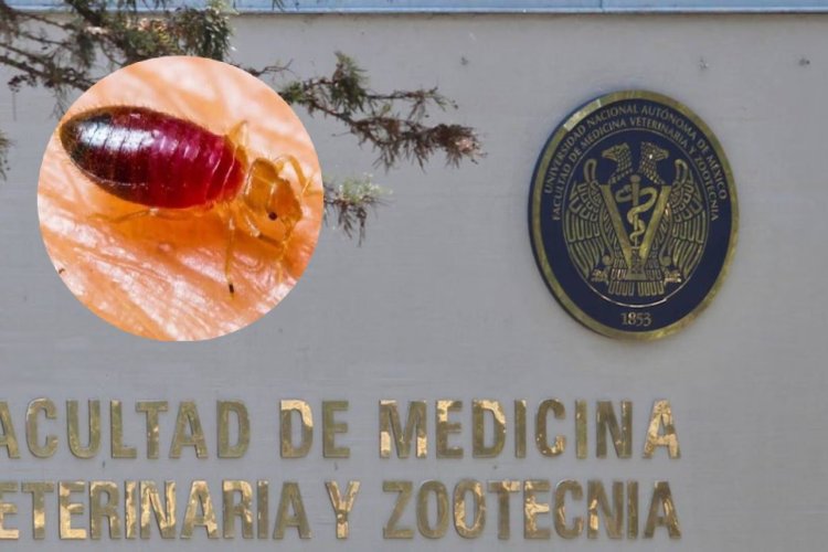 Reportan suspensión de clases en la Facultad de Veterinaria de la UNAM por presencia de chinches