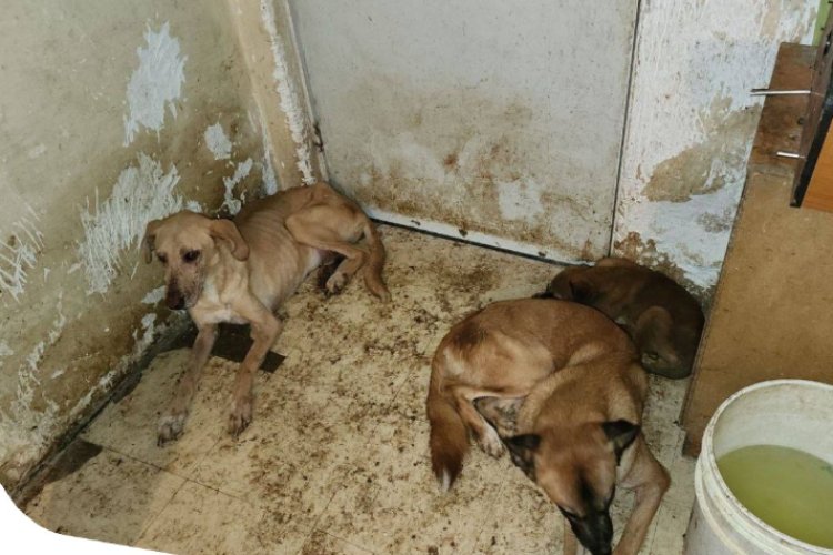 Perritos son rescatados de vivir en condiciones insalubres en un predio en Puebla