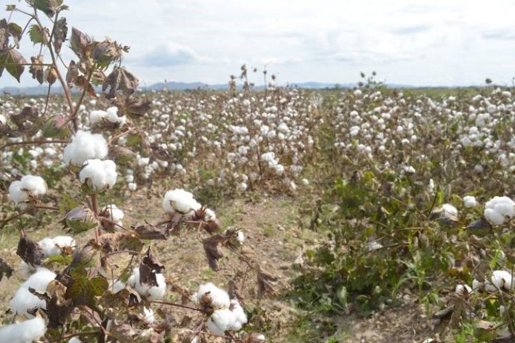 Apagones por fallas en la CFE impactan el campo chihuahuense