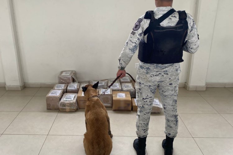 Guardia Nacional asegura 20 paquetes de marihuana en empresa de mensajería