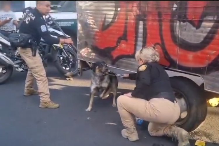 Arrestan a sujeto que arrastraba a perrito con un vehículo en la CDMX