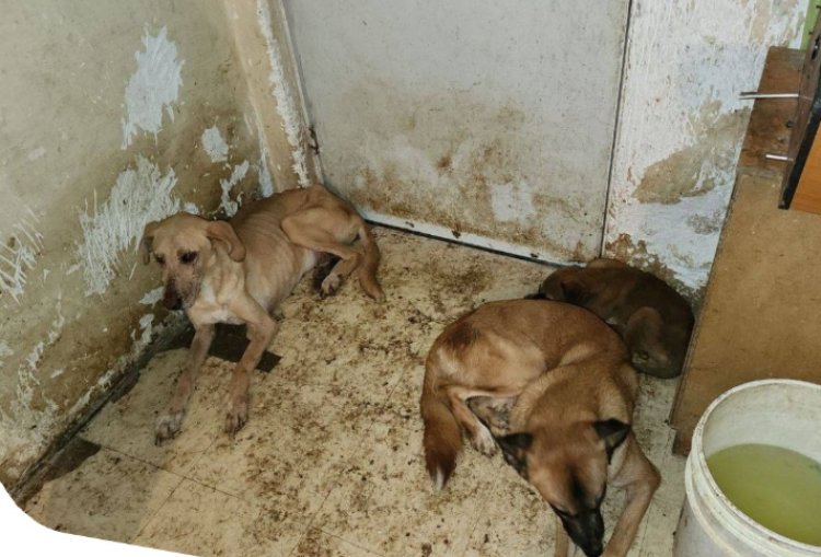 Perritos son rescatados de vivir en condiciones insalubres en un predio en Puebla