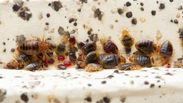 Francia enfrenta severa plaga de chinches