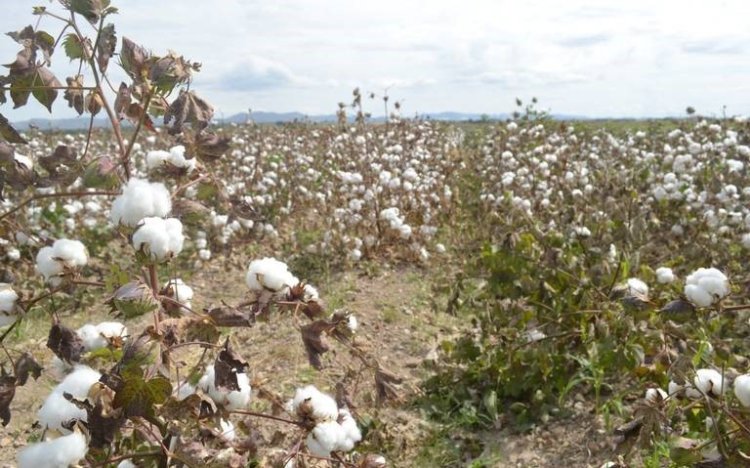 Apagones por fallas en la CFE impactan el campo chihuahuense