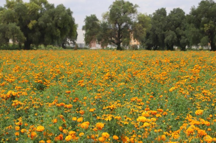 Campesinos de Tecámac, Edomex, mantienen tradicional siembra de Flor de Cempasúchil