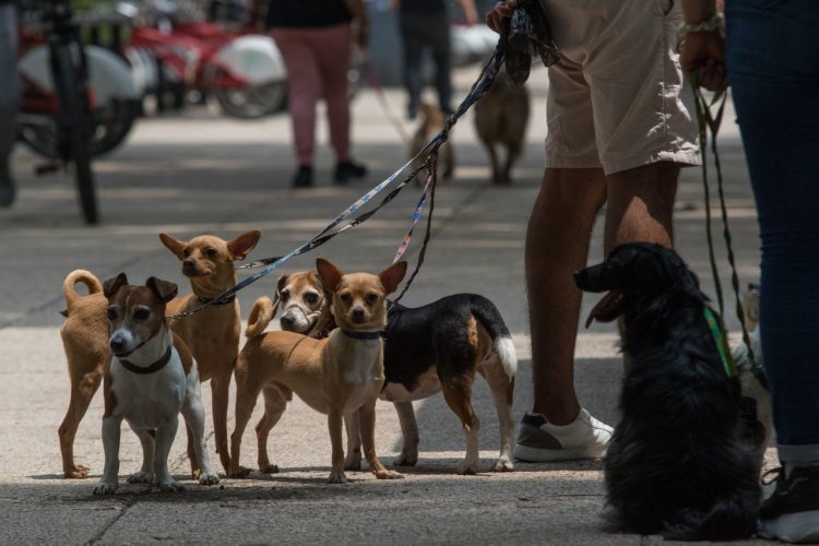 Aprueban ley que prohíbe la venta de animales vivos en vía pública y mercados de la CDMX