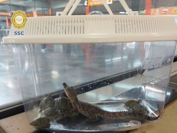 Cría de caimán y 11 tortugas son rescatadas en el metro de la Ciudad de México