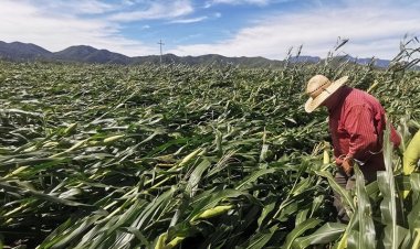 Urge en Jalisco apoyo federal para afrontar sequía y daños por Lidia