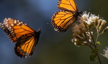 Retraso del arribo de la mariposa monarca por mal clima