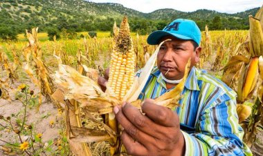 Recorte al presupuesto al campo: traición de legisladores chihuahuenses