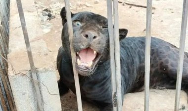 Jaguar negro atacó a menor y la dejó gravemente herida en Chihuahua