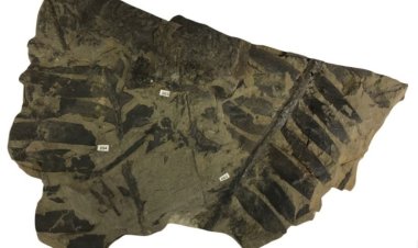 Plantas prehistóricas sobrevivieron a extinción de los dinosaurios al fijar nitrógeno atmosférico