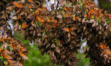 Llegan mariposas monarca a santuarios del estado de Michoacán