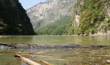 Afluente del río Grijalva a la baja, peligran cosechas y pasos turísticos