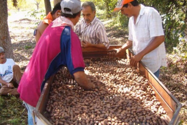 Frentes fríos, aliados de los nogaleros de Cuidad Jiménez en el Estado grande de México