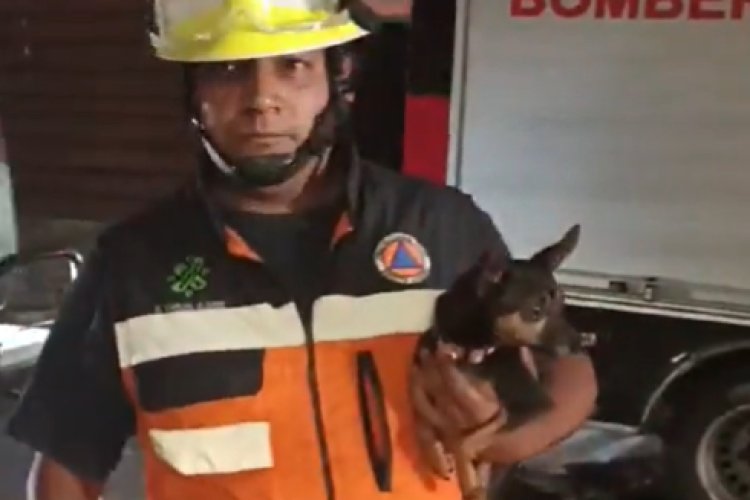 Bomberos rescatan a perritos de un incendio en la alcaldía Benito Juárez en la CDMX