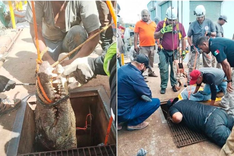 Cocodrilo es rescatado del alcantarillado de Ciudad Victoria en Tamaulipas