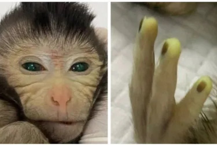 Científicos logran que nazca primer mono creado con células madre embrionarias de dos animales