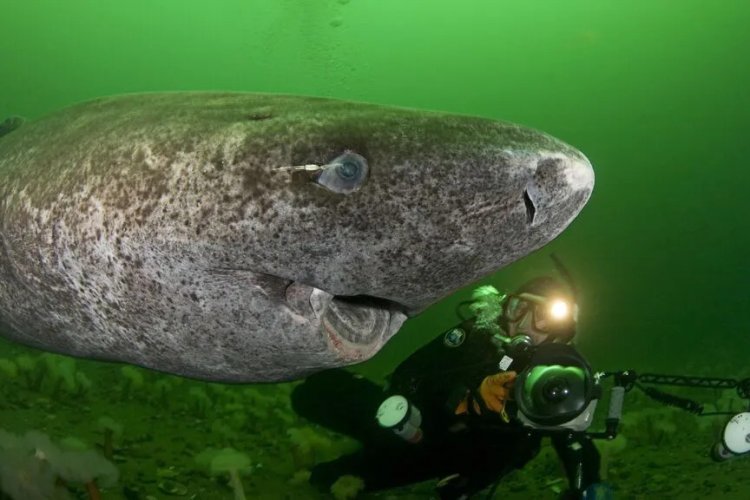 Reaparece el animal más viejo del mundo