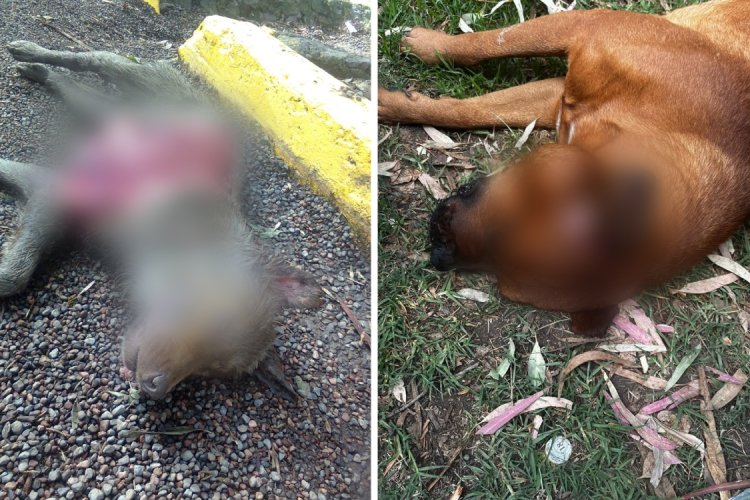 Buscan a presunto asesino serial de perritos en Xochimilco, en la CDMX