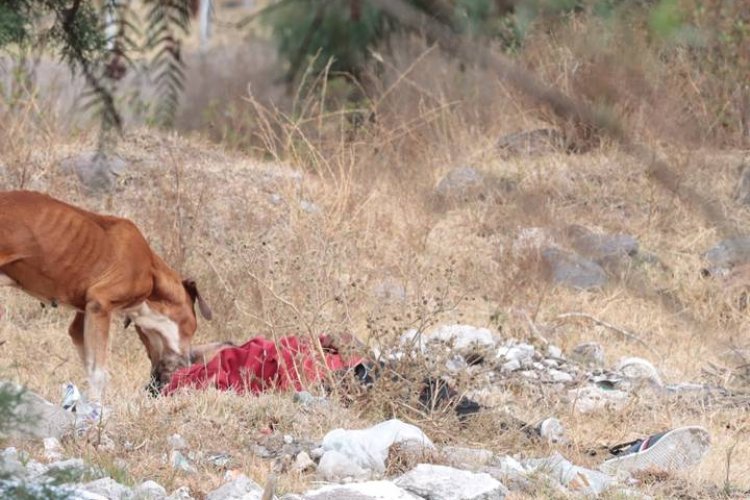 Encuentran cadáver abandonado en Tlalnepantla, Edomex; un perro lo estaba devorando