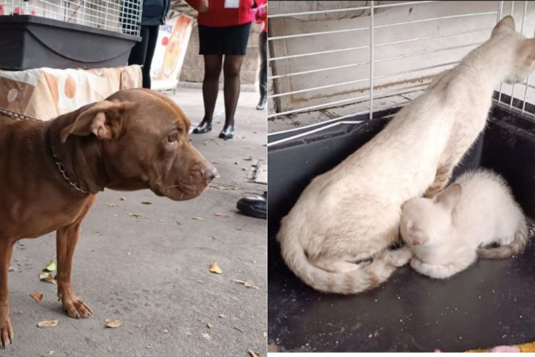 Rescatan a un perro y 15 gatos que dejaron abandonados en Azcapotzalco, CDMX