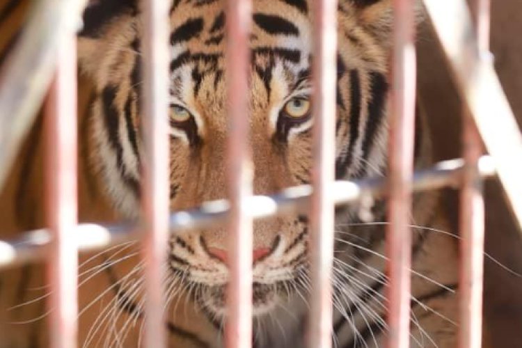 Tigresa de Bengala es rescatada de una casa en Zapopan en el estado de Jalisco