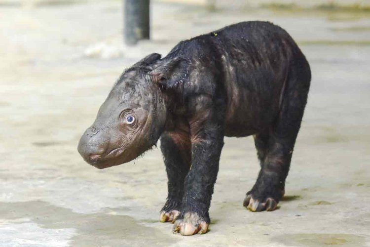 Nació rinoceronte de Sumatra en Indonesia