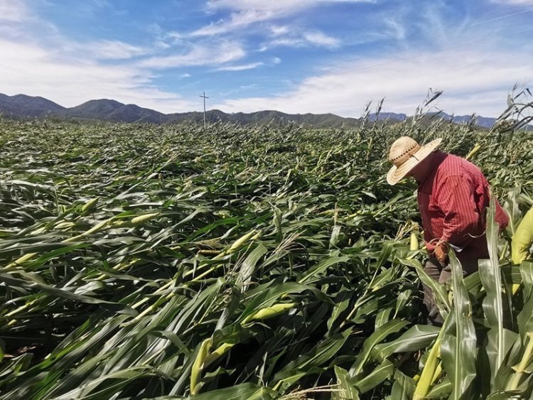 Urge en Jalisco apoyo federal para afrontar sequía y daños por Lidia