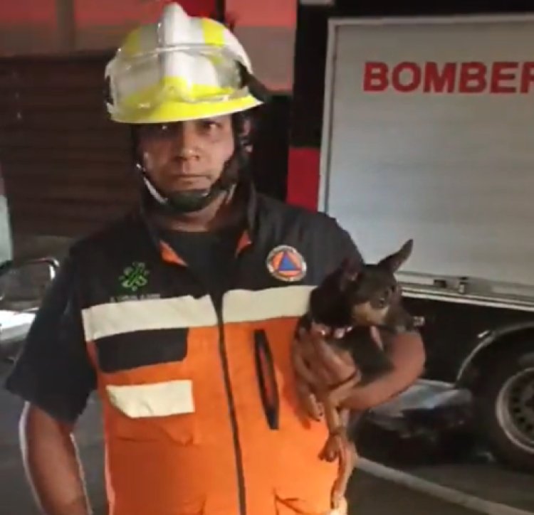 Bomberos rescatan a perritos de un incendio en la alcaldía Benito Juárez en la CDMX