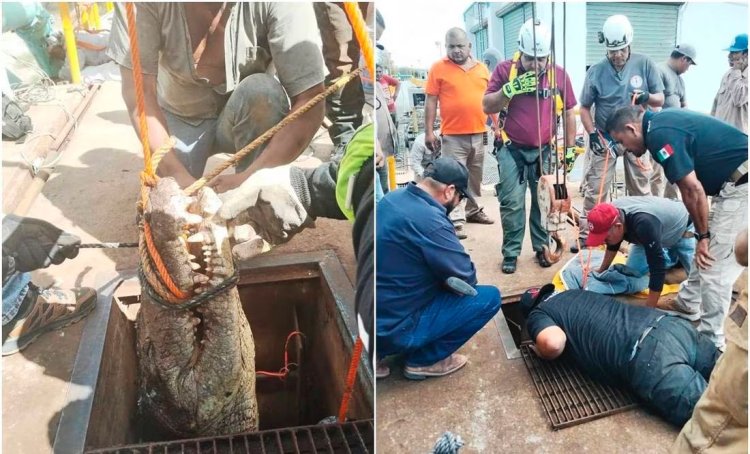 Cocodrilo es rescatado del alcantarillado de Ciudad Victoria en Tamaulipas