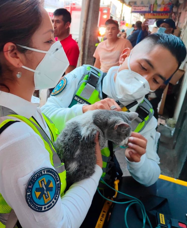 Elementos de la ERUM rescataron y dieron primeros auxilios a gatito atrapado en incendio en Tepito